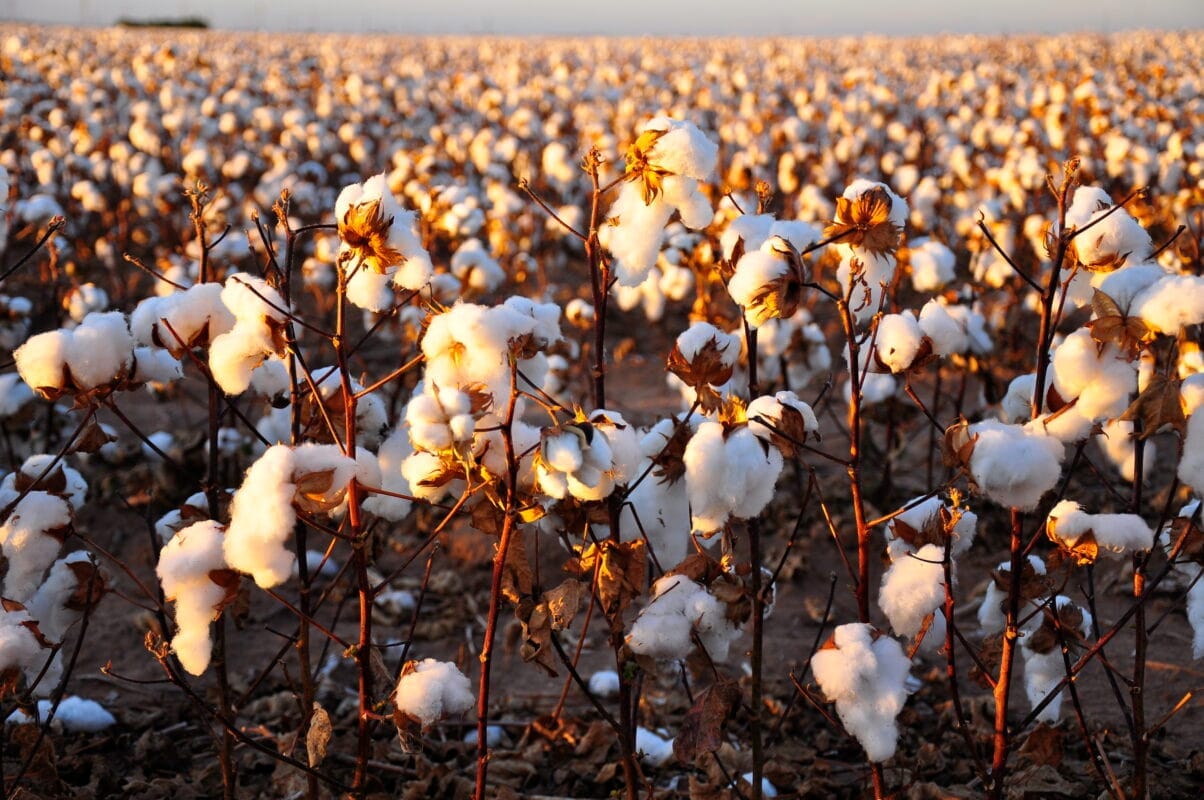 Cotton Farm Liquid Fertilizer