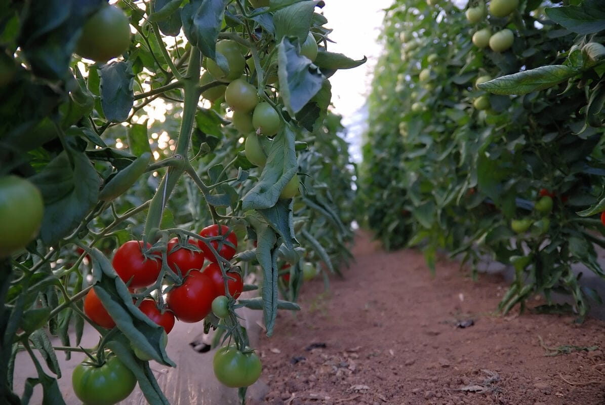 Greenhouse Tomato Liquid Fertiliser