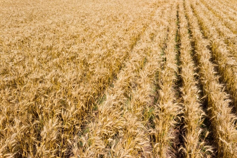 Wheat Farm Liquid Fertiliser