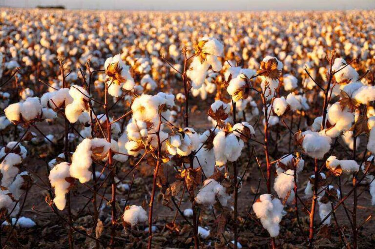 cotton-farm-liquid-fertilizer-america